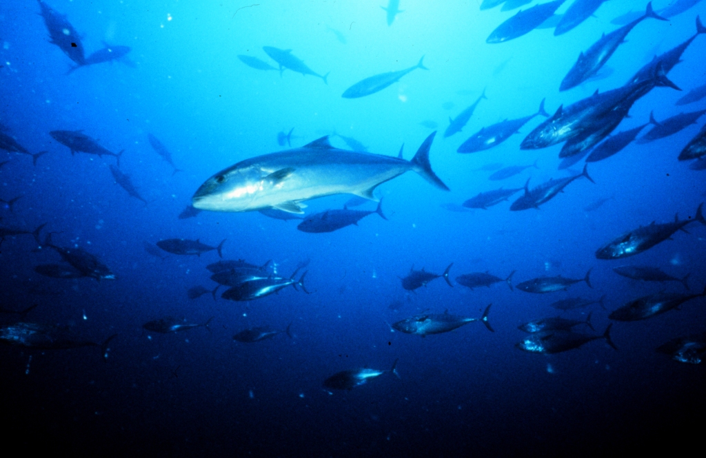 Greater amberjack Great amberjack (Seriola dumerili). An estimated 90 to 300 thousand individuals of this species are caught each year