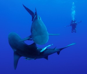 Bull sharks and pilot fish Bull sharks and pilot fish